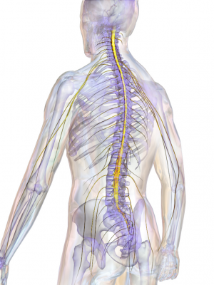 SpinalCord pic