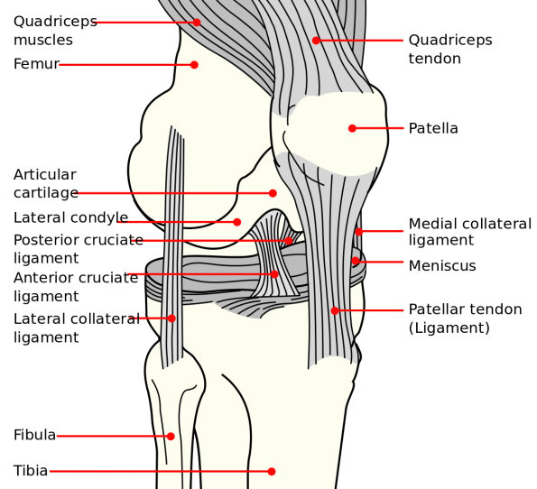 Common Knee Injuries: Exploring Ligament Injury - Phiten